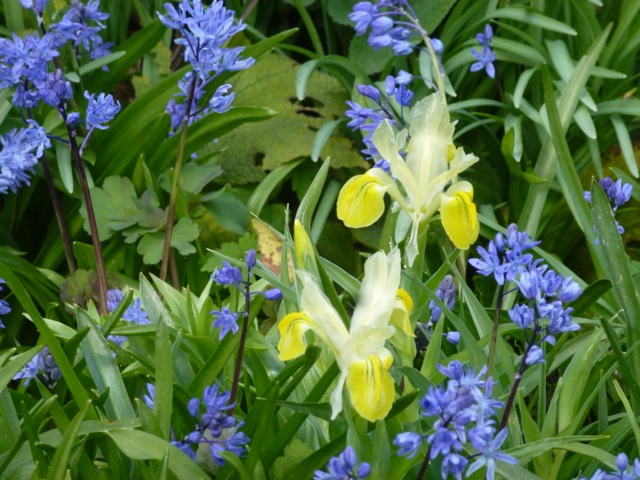 This combination of yellow roscoea and blue scilla in one of the borders looks great
