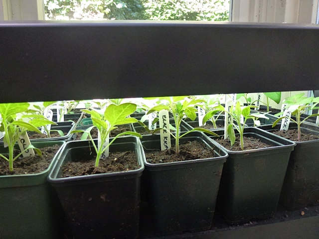tomato seedlings thrive under propagator