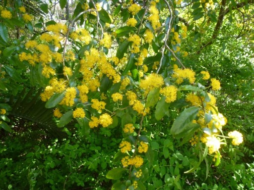 Azara  with cascading  yellow pompom flowers