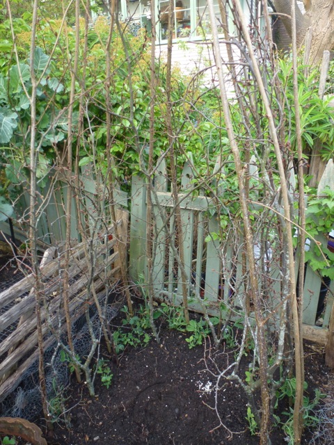 Hazel and hornbeam branches combine to offer supprt to young sweetpeas