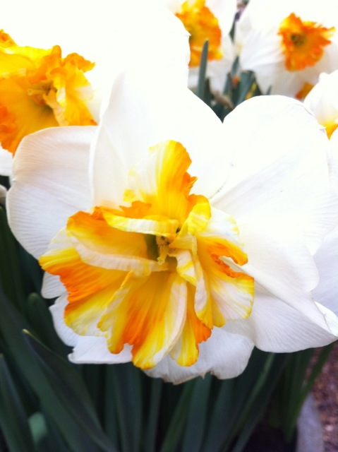 an ugly new variety of daffodil