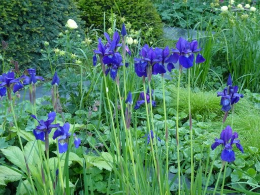 Perfect timing the Iris out for Chelsea
