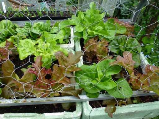 salad protected by chicken wire