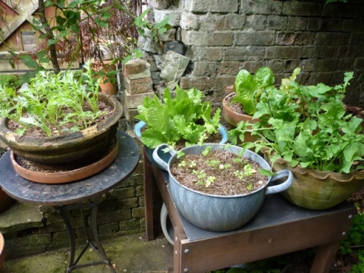 salad growing in assortment of pots