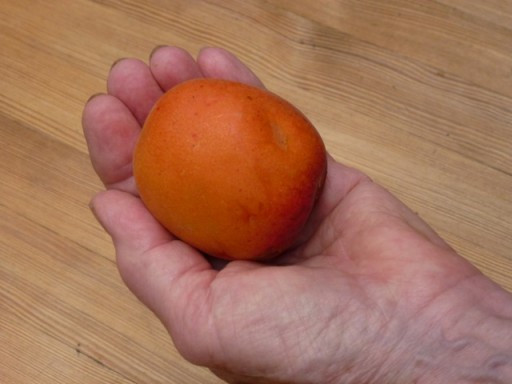 a freshly picked apricot held in a hand