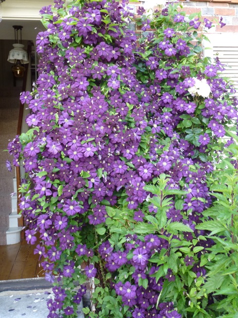 a purple clematis in full flower
