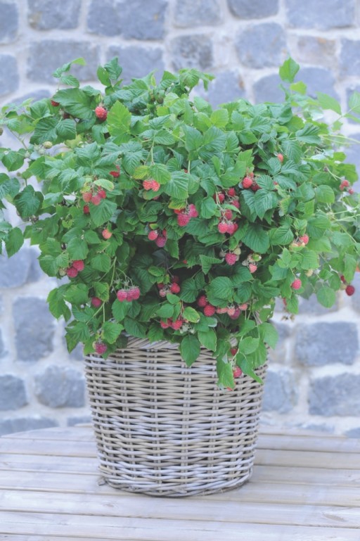 raspberries growing in a wicker basket