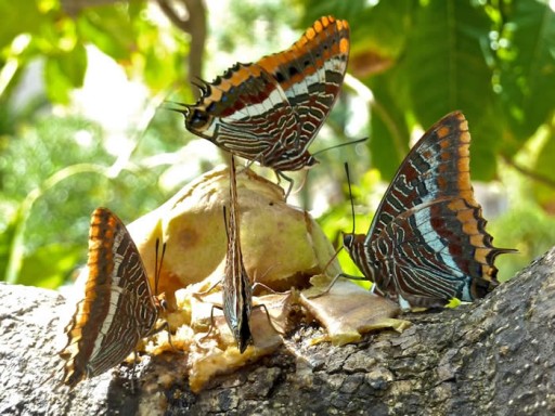 butterflies feeding in Gibraltar Botanic Gardens