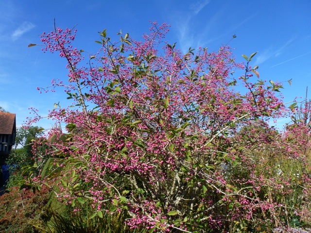  spindleberry in flower offset against a blue sky