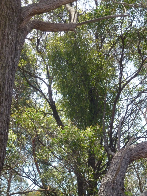mistletoe growing from a tree in Australia