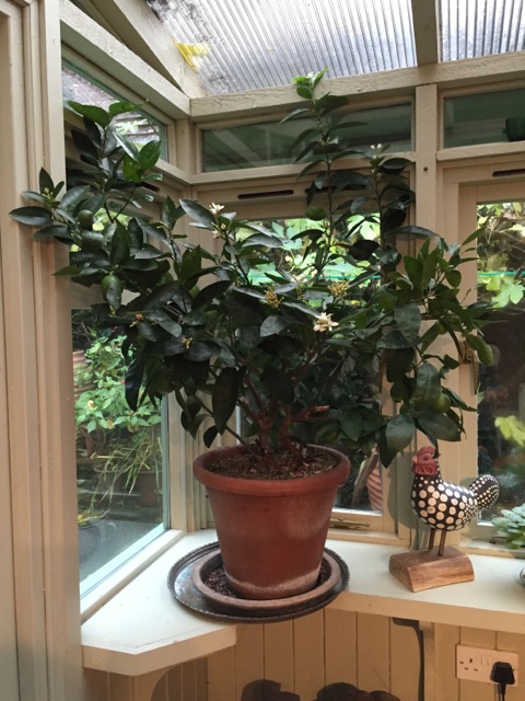 citrus tree in conservatory