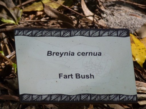 fart bush
