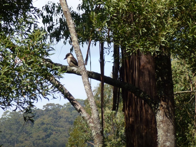 kookaburra in a tree at Phillip Johnson's house