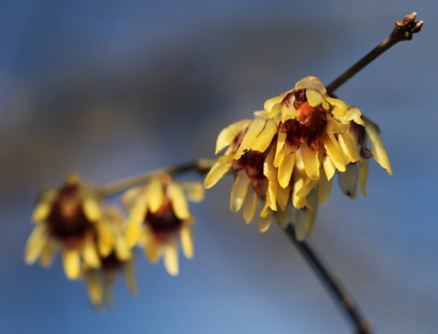 hanging petals of Chimonanthus praecox