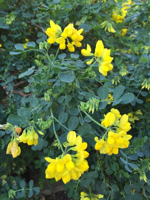 the bright yellow flowers of Coronilla valentina