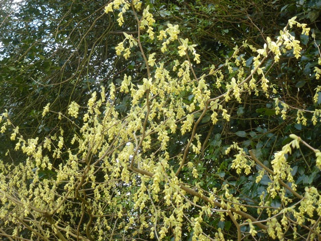 The soft yellow flowers of Corylopsis pauciflora