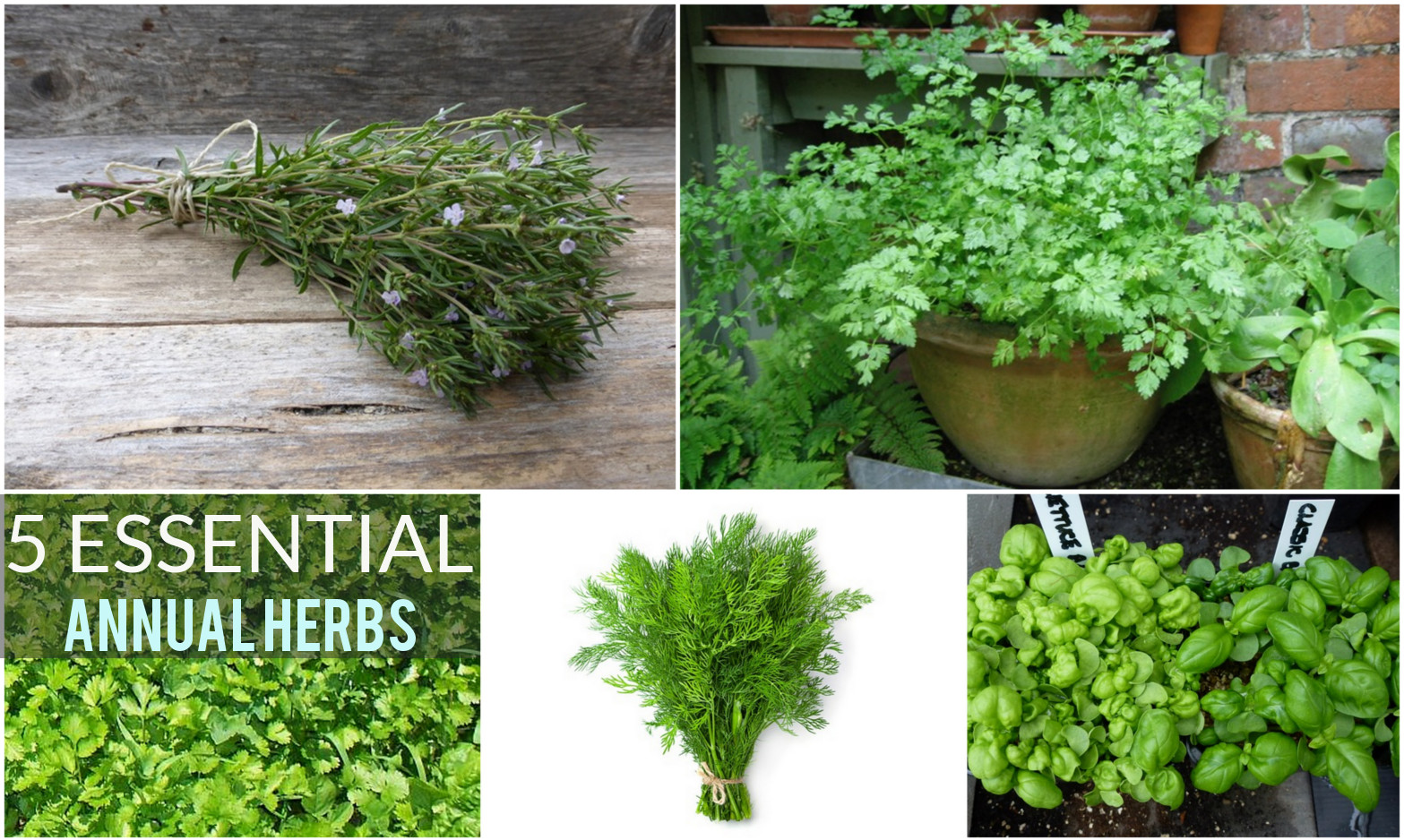 5 msut have herbs for any garden