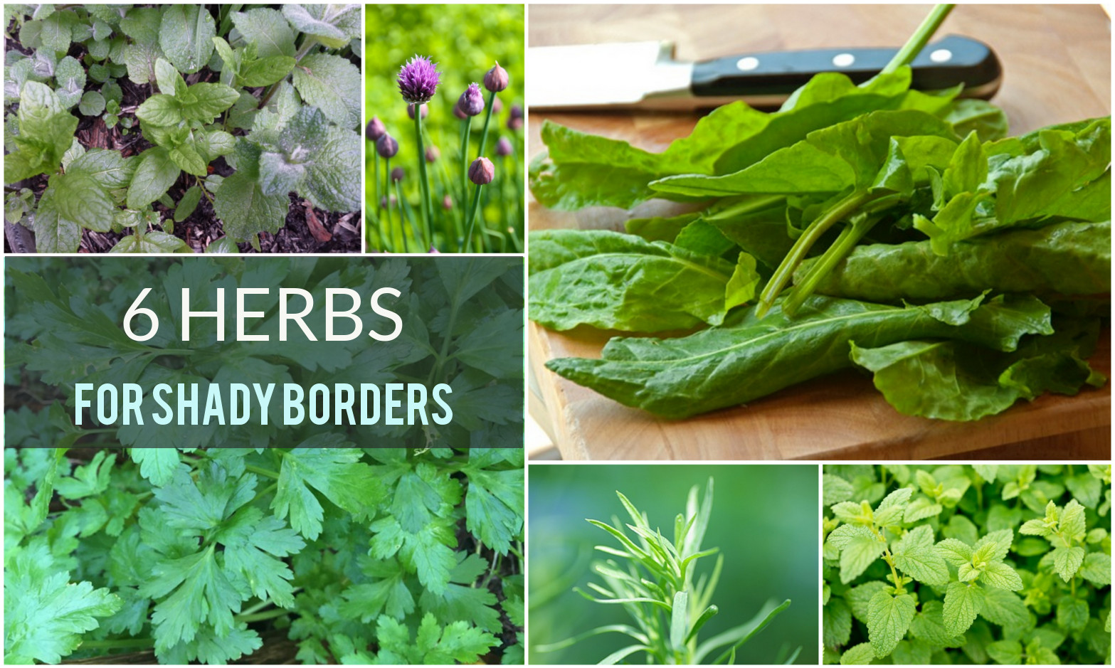 six herbs suitable for shady garden borders