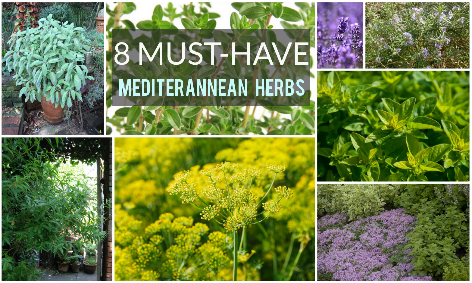 8 popular mediterranean herbs