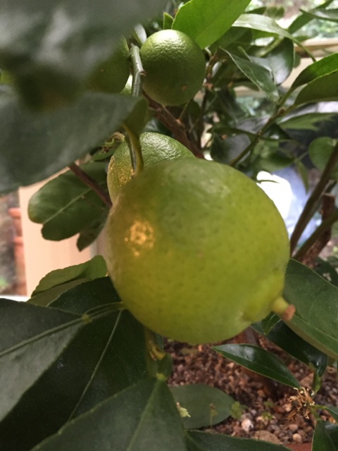limes growing on the tree in January