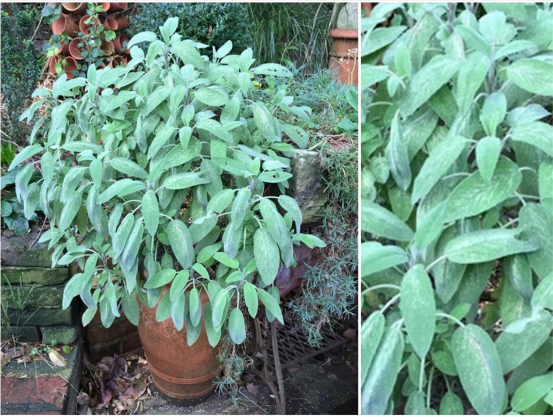 sage plant in a terracotta pot