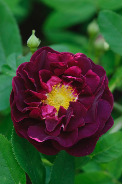 Gallica Rose Tuscany, a deep ruby colour