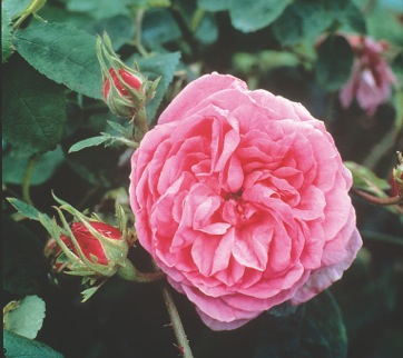vibrant pink flowering rose
