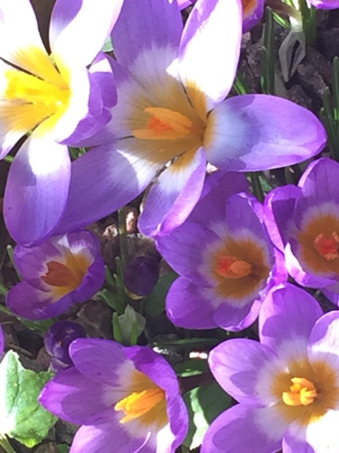 Crocuses are in beautiful and colourful bloom