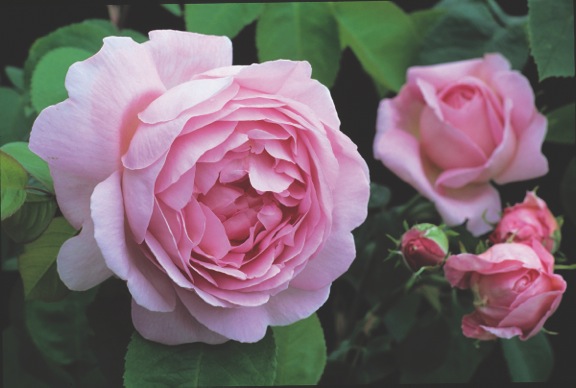 Musky Constance Spry pink rose