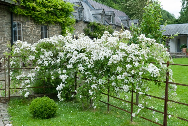 Musk scented Rambling Rector over a garden fence