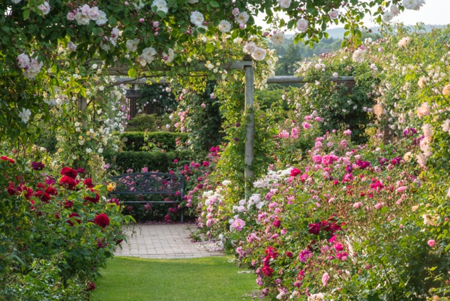 view of a spectacular rose garden in bloom