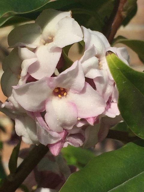 D. Jacqueline Postil flowering