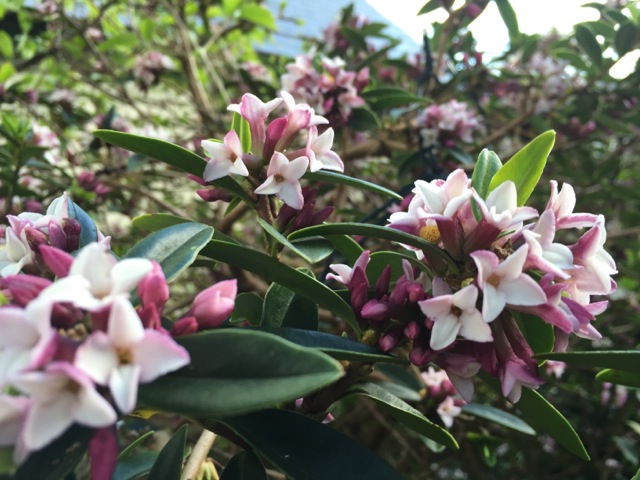 newly flowering Daphne retusa