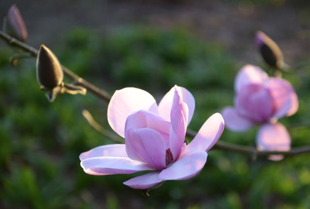 scented magnolia in flower