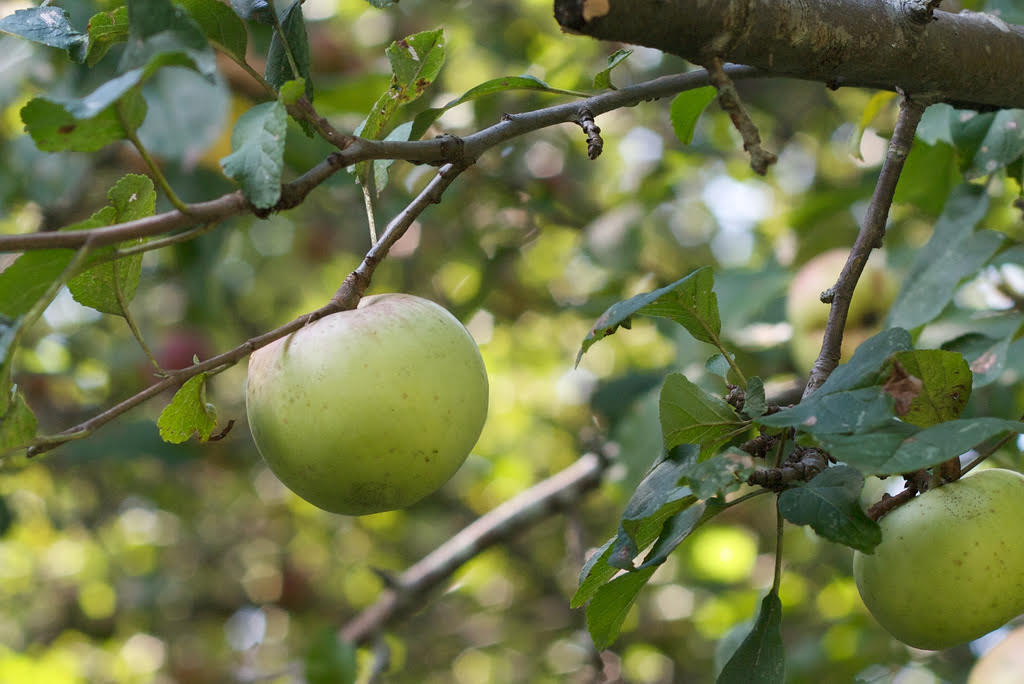 green apple growing on branch