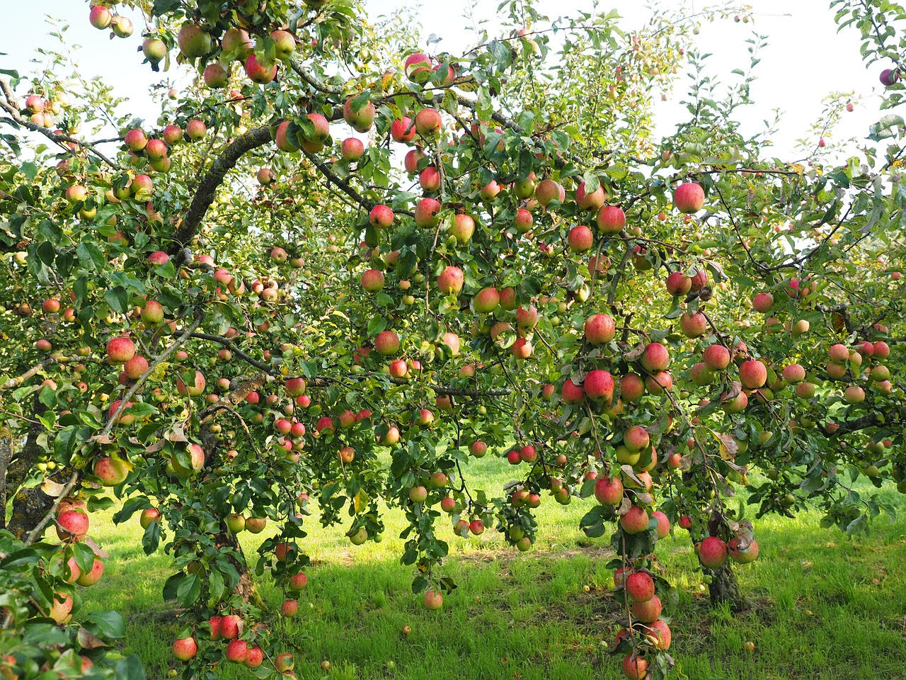 mature apple tree laden with apples