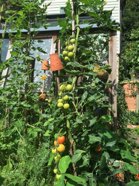 outdoor tomatoes