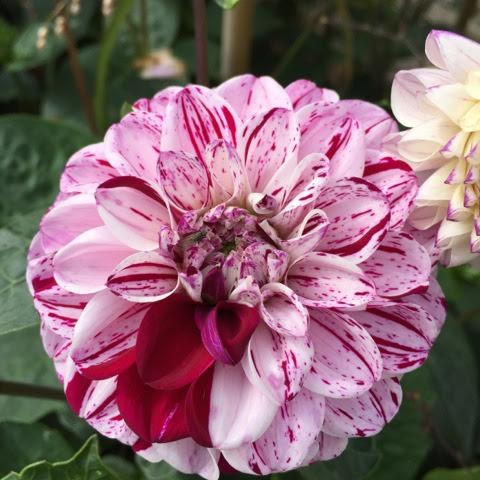 pink speckled dahlia