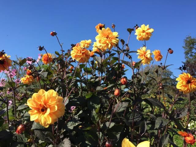 yellow dahlias against blue sky