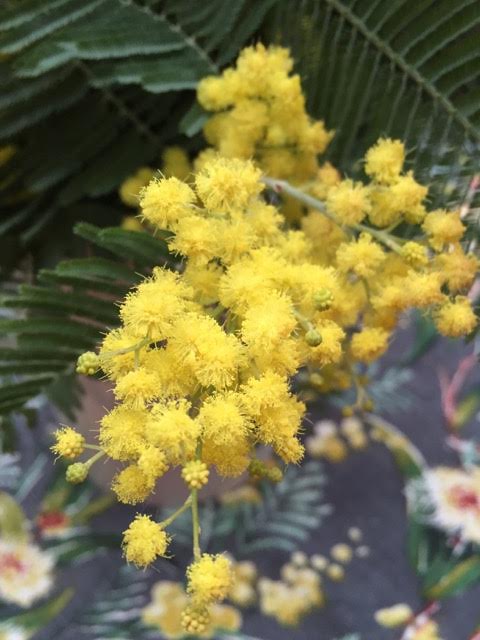 close up on mimosa flowers