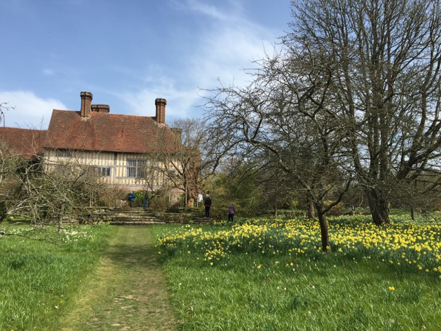 daffodils at great dixter