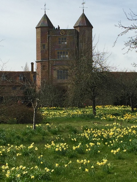 daffodils at sissinghurst