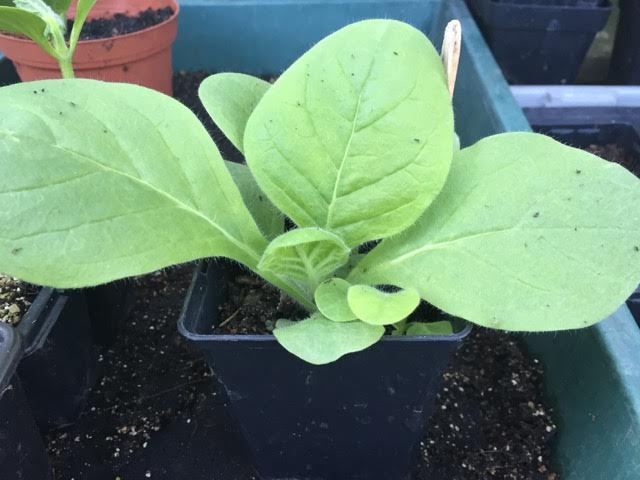 Nicotiana mutabilis seedling in greenhouse