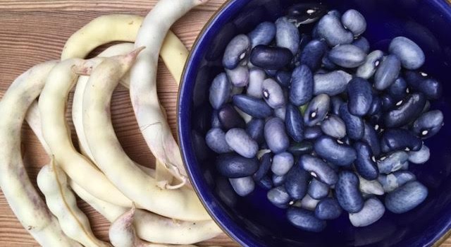 Blimey – Blue Beans! Blimey – Blue Beans!
