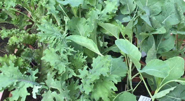 Brassicas meet their Fate Brassicas meet their Fate