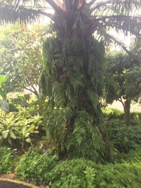 singapore vegetation
