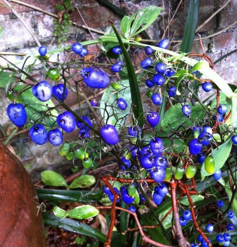 the amazing blue berries of Dianella caerulea