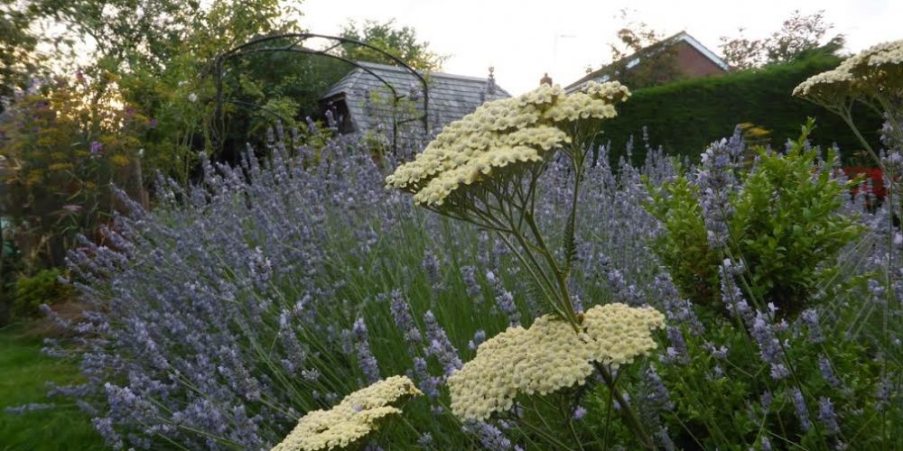 Lavender and Achillea in July