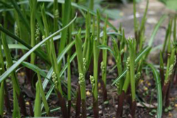 Lily of the Valley - I love the appearance of the young shoots as they erupt from the ground with their promise of delicious fragrance in the weeks to come.