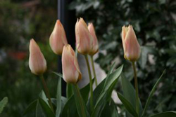 Tulip Fur Elise